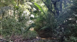 Jungle area 10 hectares (24.7 acres) San Juanillo