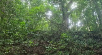 Jungle Mountain View in San Juanillo – 10 hectares (24.7 acres)