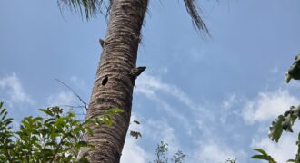 81 Hectares San jose de la montaña/ ocean View/ valley views/ River front